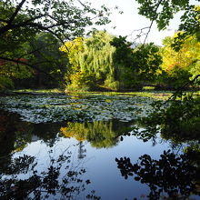 池がとてもいい感じ。