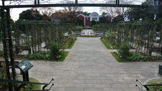 冬でも花が咲いていました。