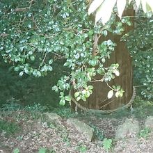 本殿の裏にある樹齢1200年の大杉。山の斜面にズッシリといら