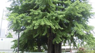 何ともなく生えていますが