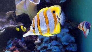 カピオラニ公園その２　ワイキキ水族館　ロイヤルハワイアンセンター