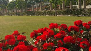 薔薇サイコーです