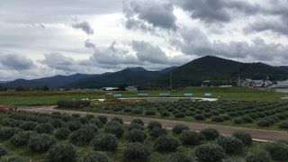 美味しいものだらけ