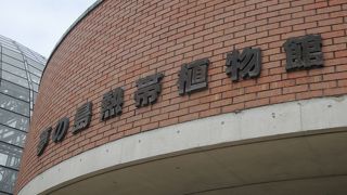 巨大なお化けかぼちゃ