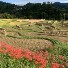寺坂棚田と曼珠沙華