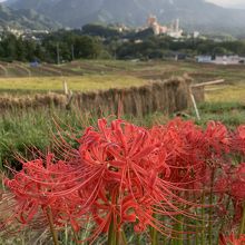 寺坂棚田と曼珠沙華