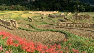 10月上旬でも、ギリギリ曼珠沙華を見る事が出来ました！横瀬町民会館脇にも駐車場がありました。