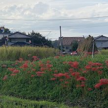 棚田と曼珠沙華と風車