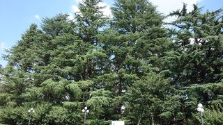 絵画館近くの木立の中に有ります