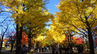 ちょうどイチョウが紅葉していてとても綺麗でした