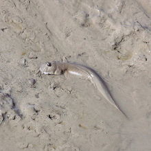 エスプラネードの干潟のハゼ