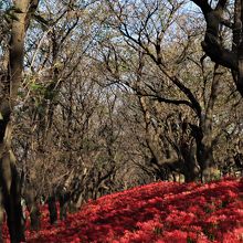 今年も流れる深紅の花の川