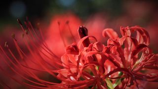 伝説の背後に隠された歴史