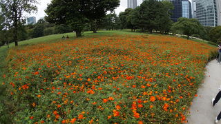 今はコスモスが咲いてる！