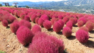 桃色のコキアが綺麗です♫