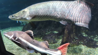 釣り好きな人にもおすすめ！