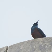 建物の上にいたルリカケス