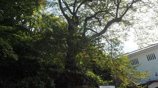 樹齢３００年のエドヒガン桜