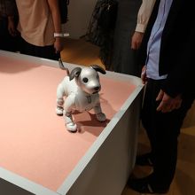 可愛すぎるー♪