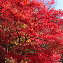 紅の吊橋周辺の紅葉
