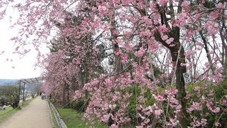 散歩しながら桜鑑賞ができます