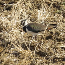 道の駅いたこの傍の田圃で見たタゲリ