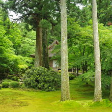 本当に青紅葉の聖地だ