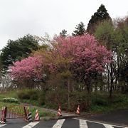 この旅初めての桜