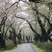 残念ながら葉桜状態