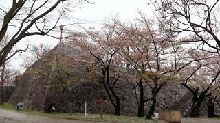 残念ながら葉桜状態