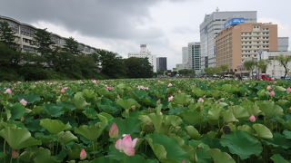蓮花が未だ咲いていました ♪