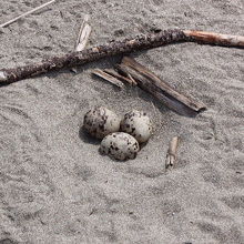 コアジサシの卵