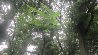 東京で緑が恋しくなったらこちらへ！