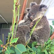 オーストラリアの動物を集めた屋内動物園