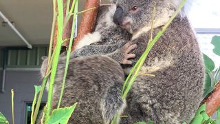 オーストラリアの動物を集めた屋内動物園