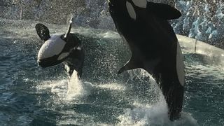 シャチのショー