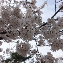 満開の桜