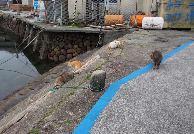 猫の島