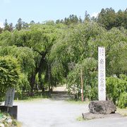 巨大なエドヒガンザクラ