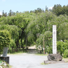 清雲寺の寺標と桜