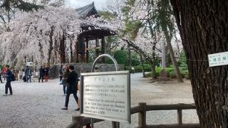 松ではなくヒマラヤ杉なので、要注意