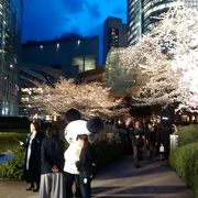 時期によりますが、立ち見に疲れたら、毛利公園の芝生で寝転んで休むことも可能です。