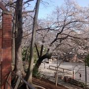 ソメイヨシノの時期には、たくさんの桜の花が見れて、超おすすめ