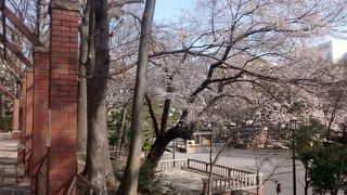 ソメイヨシノの時期には、たくさんの桜の花が見れて、超おすすめ