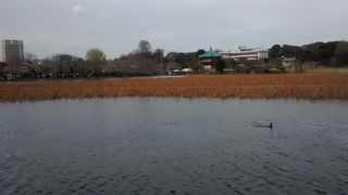 上野公園から不忍池弁天堂へ行く途中、道幅がかなり狭い部分があって、たいへんな人混みで危ないです。