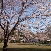 訪問時には、公園内のソメイヨシノの花がたくさん
