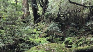 苔むす森、もののけ姫ワールド