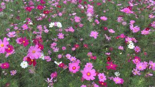ごく普通の道の駅
