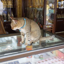 仏具店の猫