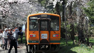 走れメロス列車を桜とともに